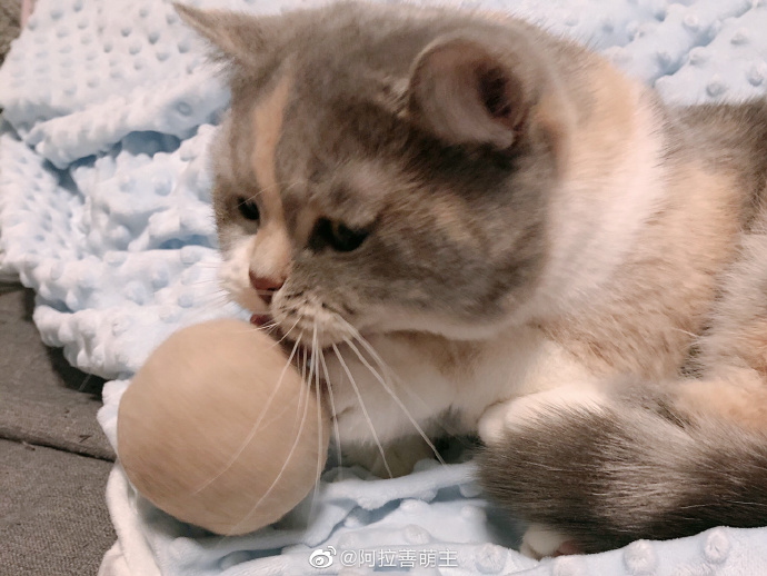 猫图片|宠物猫|猫咪|