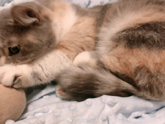 猫图片|宠物猫|猫咪|