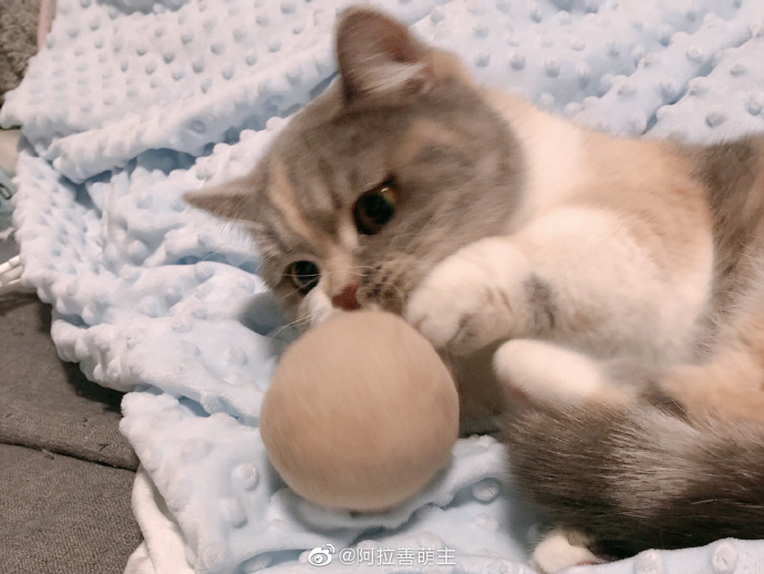 猫图片|宠物猫|猫咪|