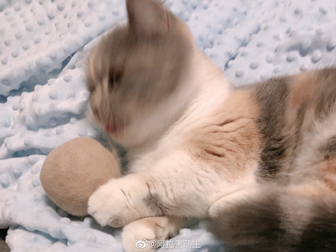 猫图片|宠物猫|猫咪|