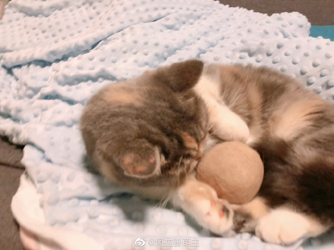 猫图片|宠物猫|猫咪|