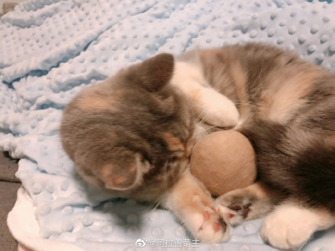 猫图片|宠物猫|猫咪|