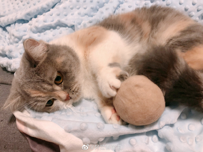 猫图片|宠物猫|猫咪|