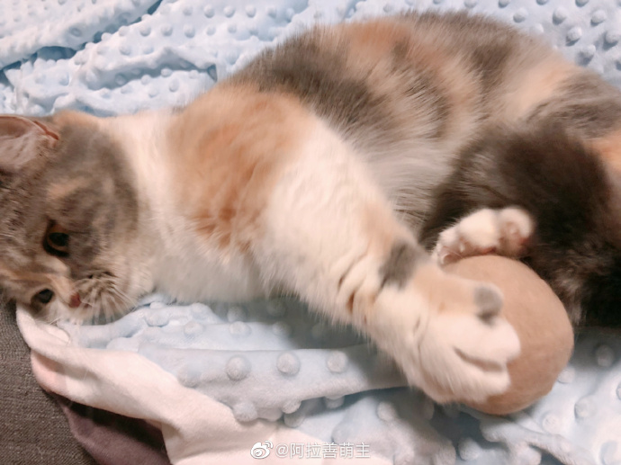 猫图片|宠物猫|猫咪|