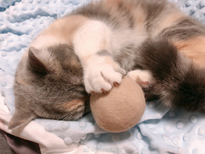 猫图片|宠物猫|猫咪|