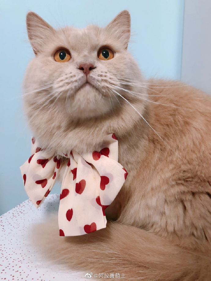 猫图片|宠物猫|猫咪|