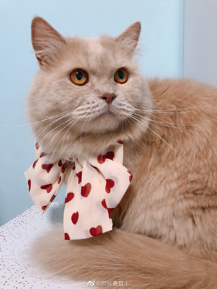 猫图片|宠物猫|猫咪|