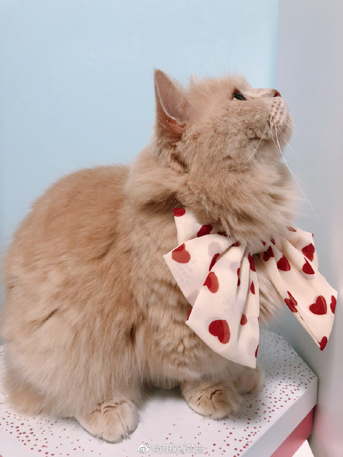 猫图片|宠物猫|猫咪|