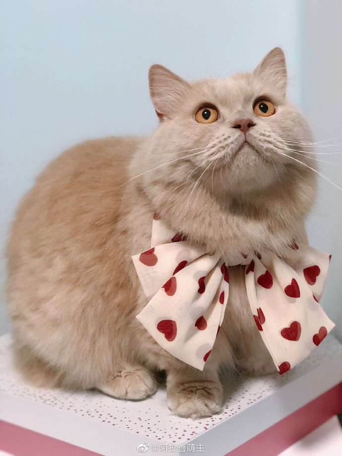 猫图片|宠物猫|猫咪|