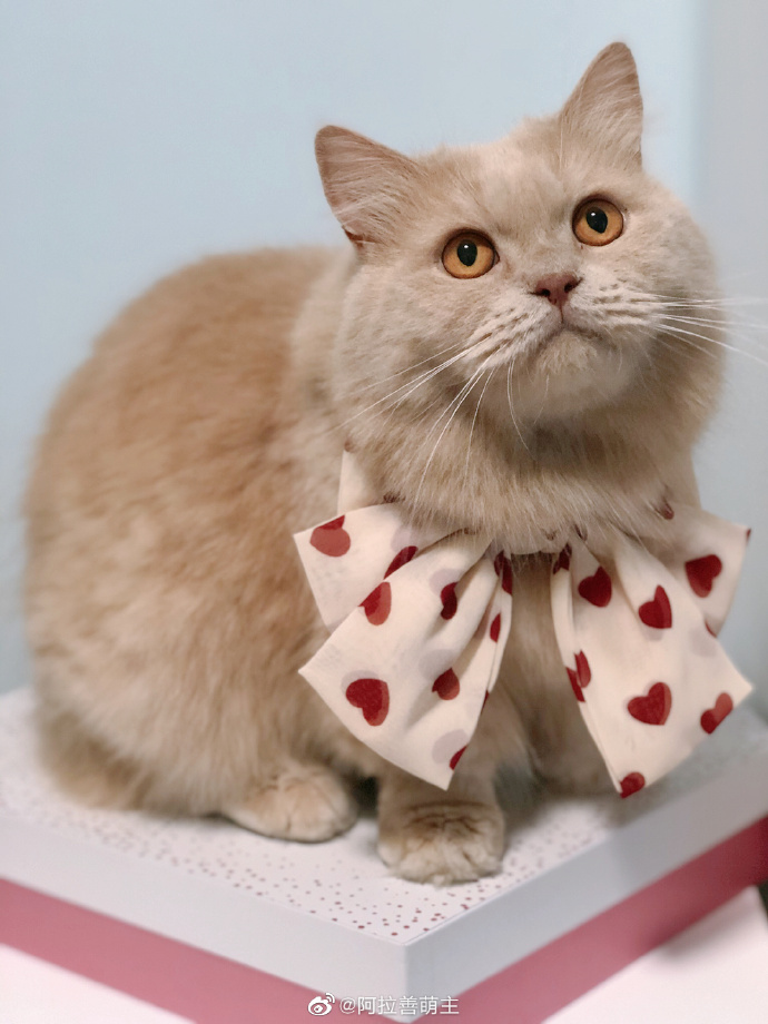 猫图片|宠物猫|猫咪|