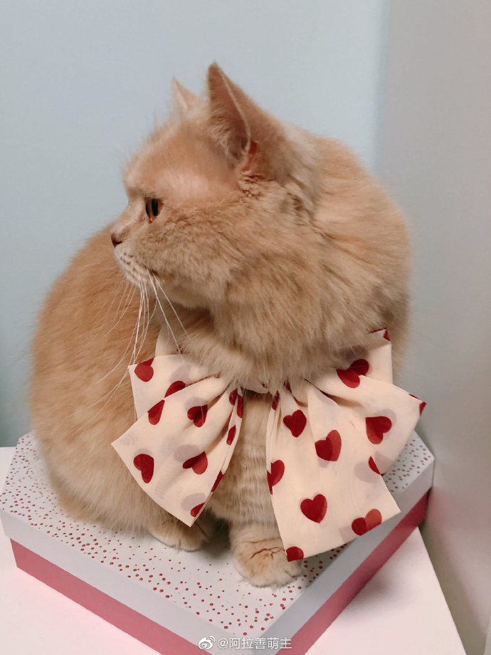 猫图片|宠物猫|猫咪|