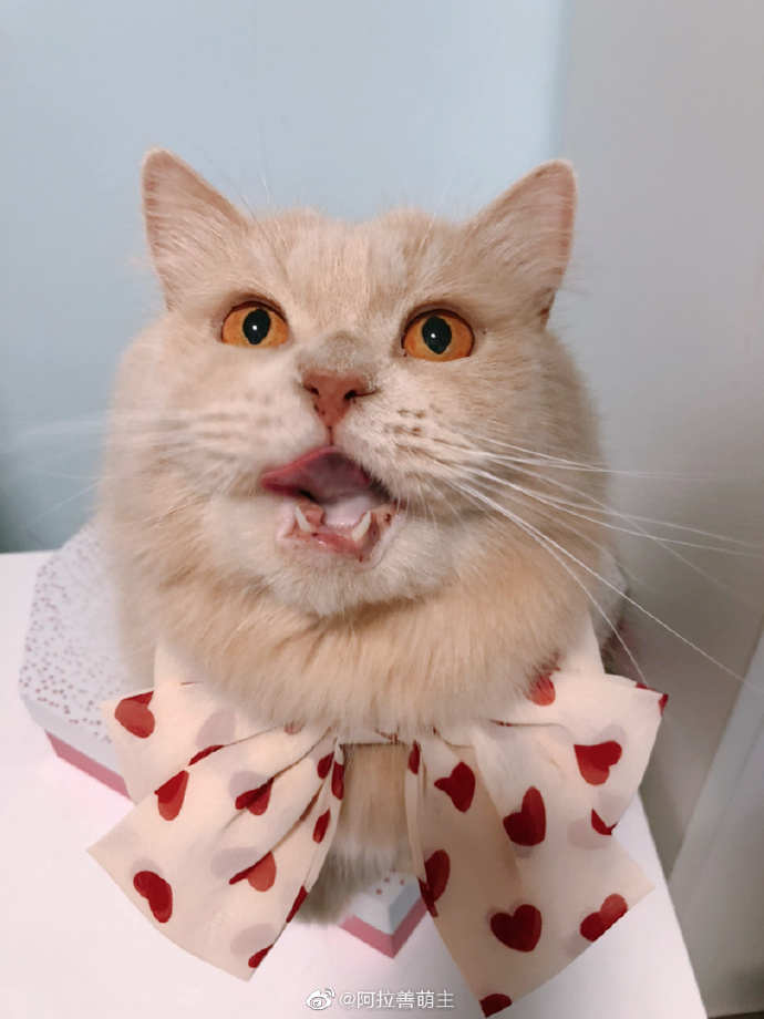 猫图片|宠物猫|猫咪|