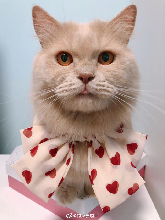 猫图片|宠物猫|猫咪|