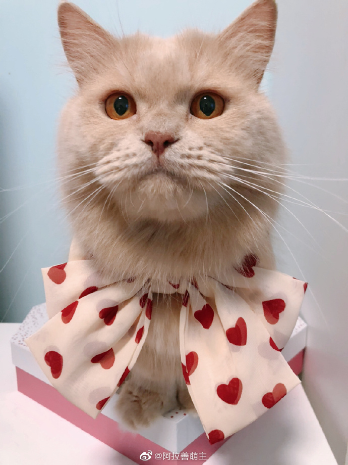 猫图片|宠物猫|猫咪|