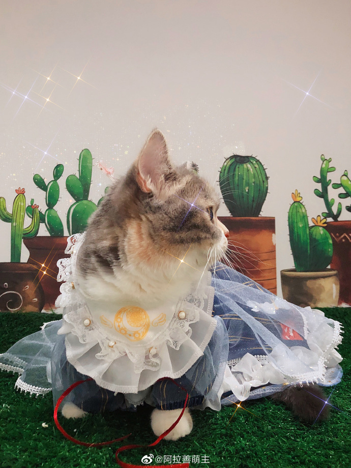 猫图片|宠物猫|猫咪|