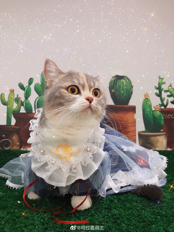 猫图片|宠物猫|猫咪|