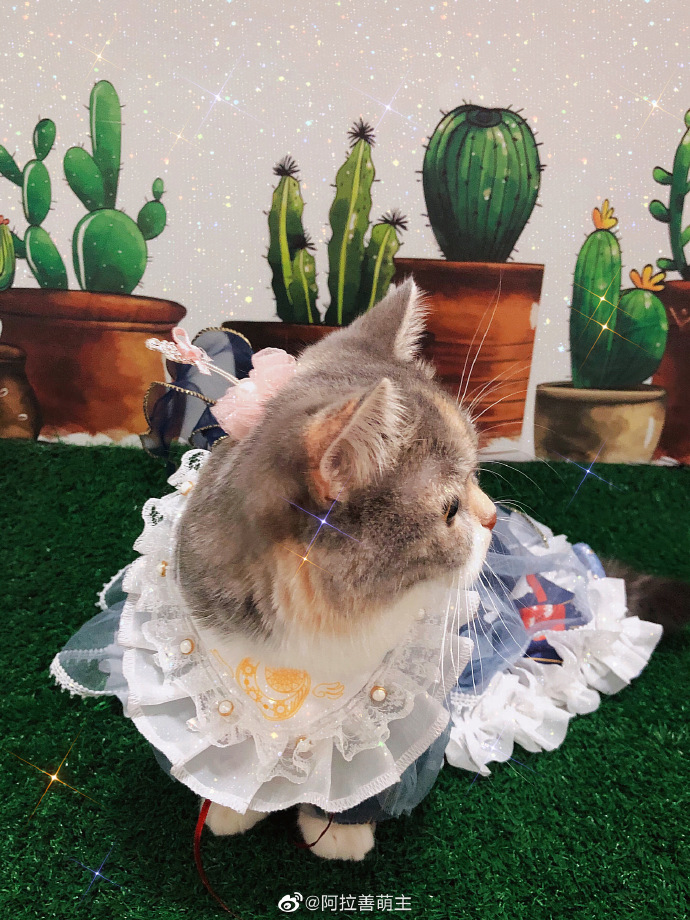 猫图片|宠物猫|猫咪|