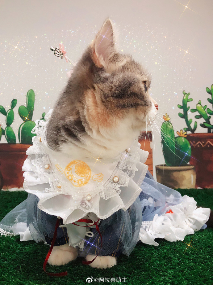 猫图片|宠物猫|猫咪|