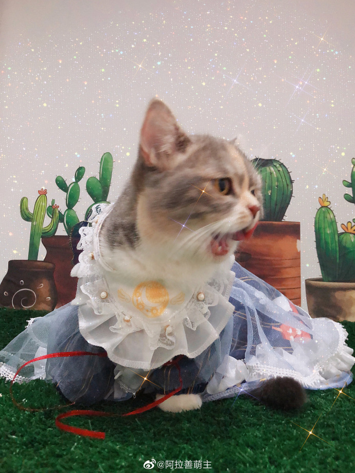 猫图片|宠物猫|猫咪|