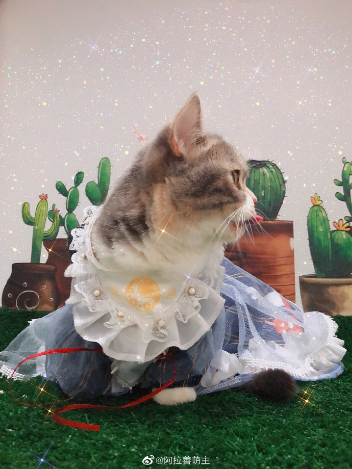 猫图片|宠物猫|猫咪|