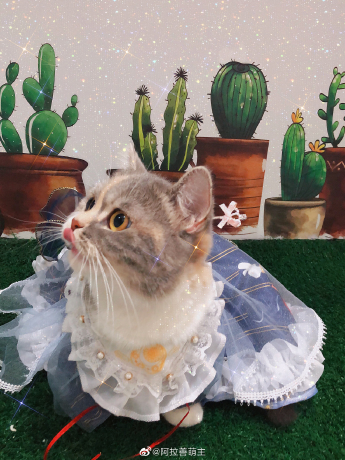 猫图片|宠物猫|猫咪|