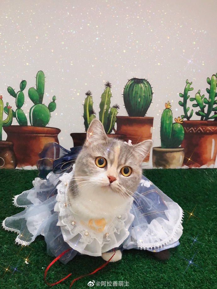 猫图片|宠物猫|猫咪|