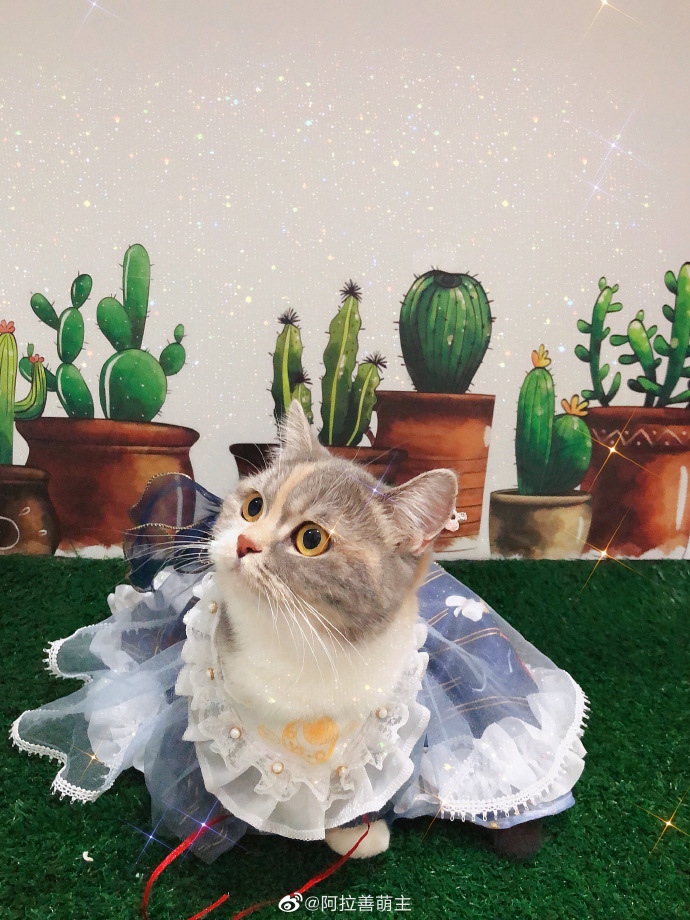 猫图片|宠物猫|猫咪|