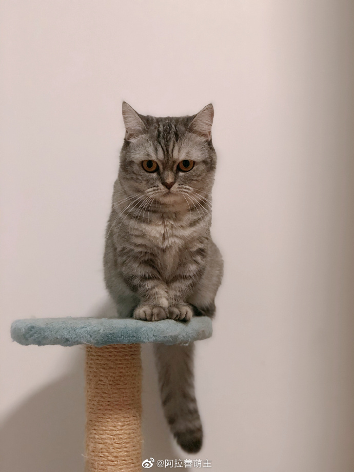 猫图片|宠物猫|猫咪|