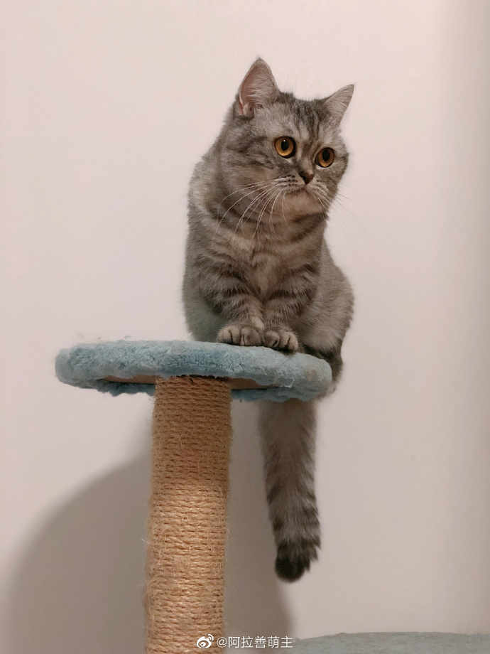 猫图片|宠物猫|猫咪|