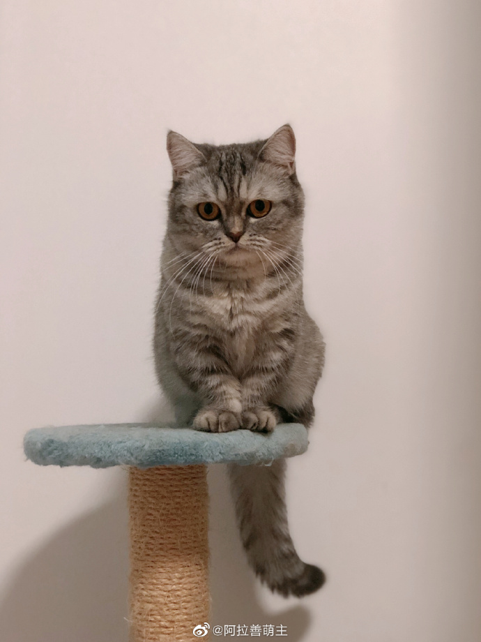 猫图片|宠物猫|猫咪|