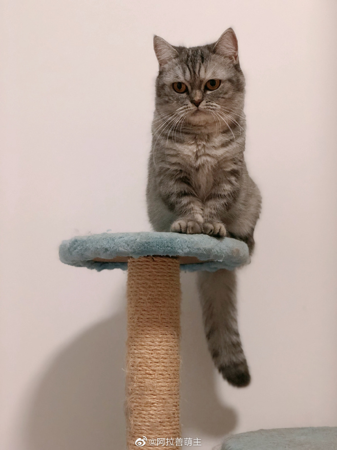 猫图片|宠物猫|猫咪|