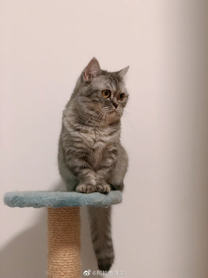 猫图片|宠物猫|猫咪|