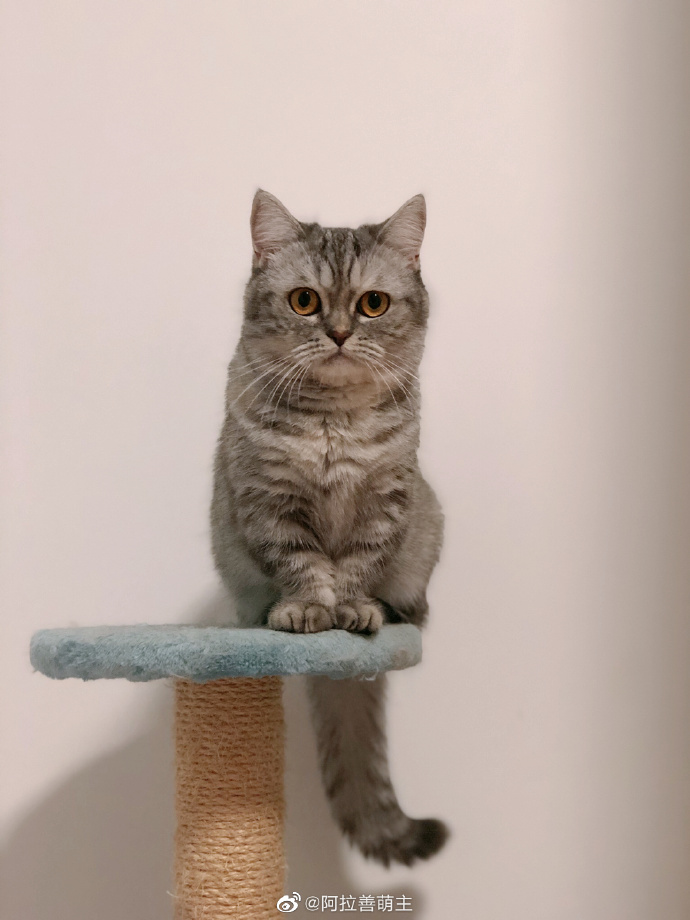 猫图片|宠物猫|猫咪|