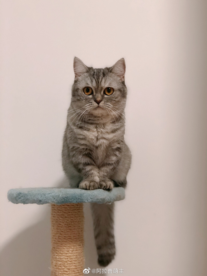 猫图片|宠物猫|猫咪|