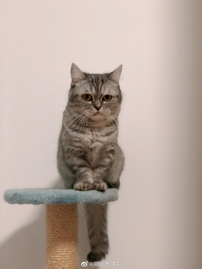 猫图片|宠物猫|猫咪|