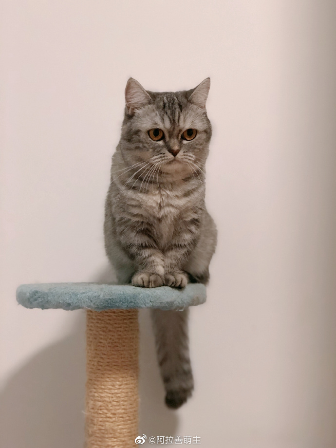 猫图片|宠物猫|猫咪|