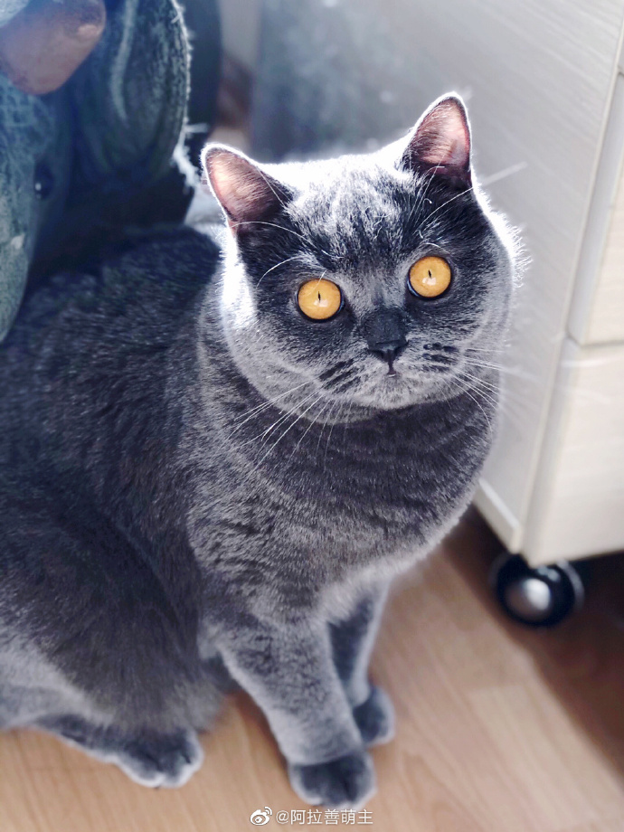 猫图片|宠物猫|猫咪|