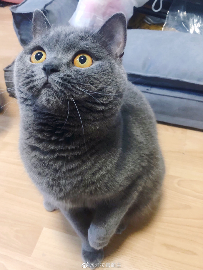 猫图片|宠物猫|猫咪|