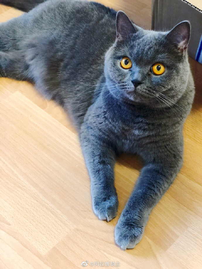 猫图片|宠物猫|猫咪|