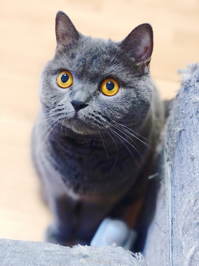 猫图片|宠物猫|猫咪|