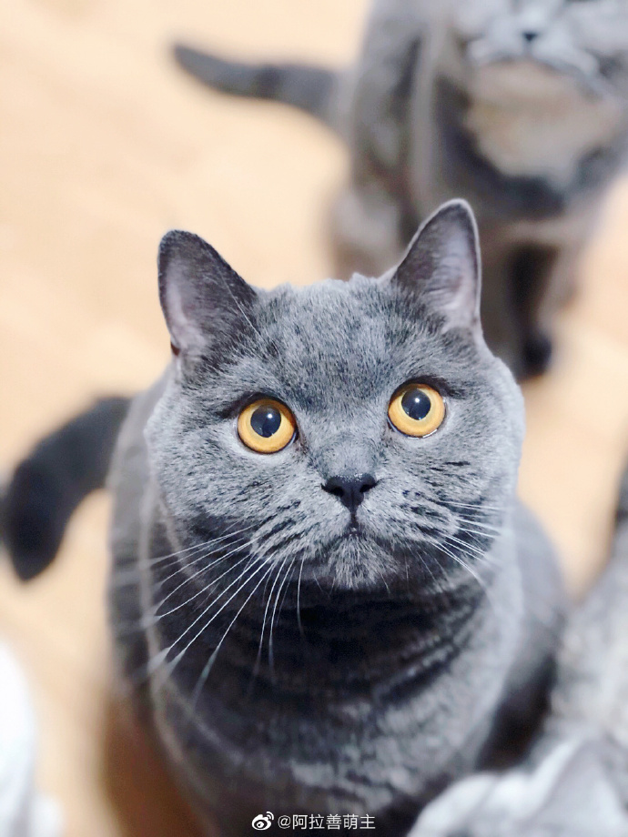 猫图片|宠物猫|猫咪|