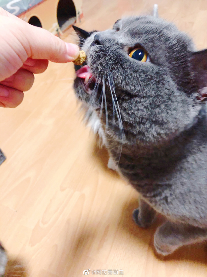 猫图片|宠物猫|猫咪|