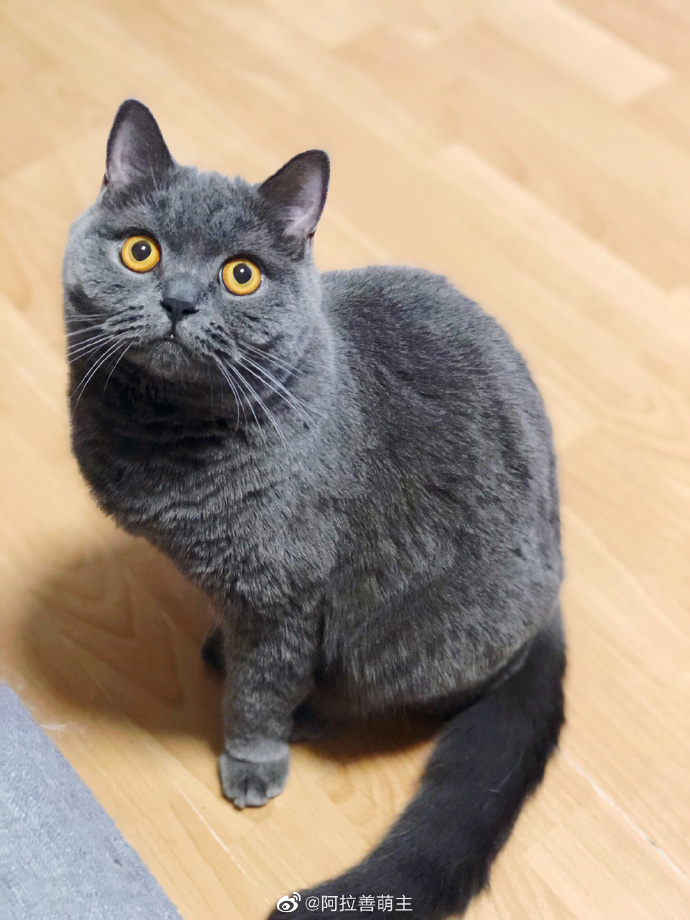 猫图片|宠物猫|猫咪|