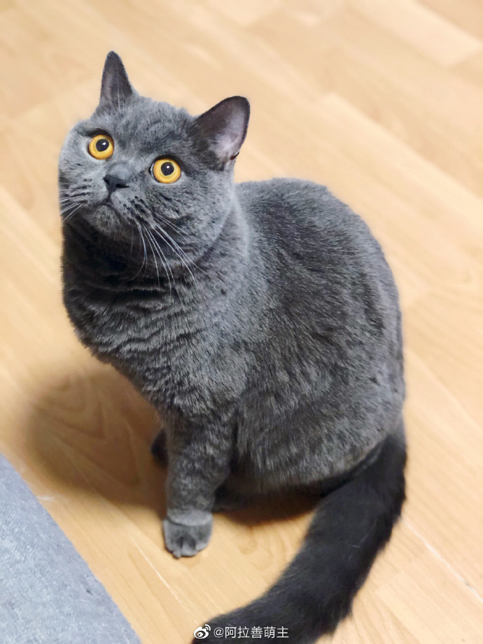 猫图片|宠物猫|猫咪|