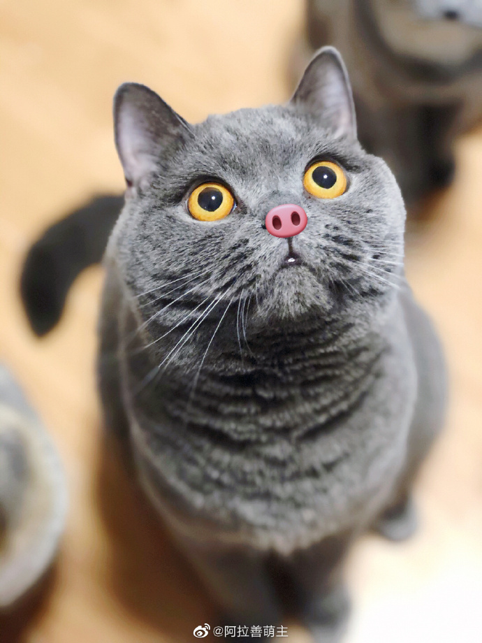 猫图片|宠物猫|猫咪|