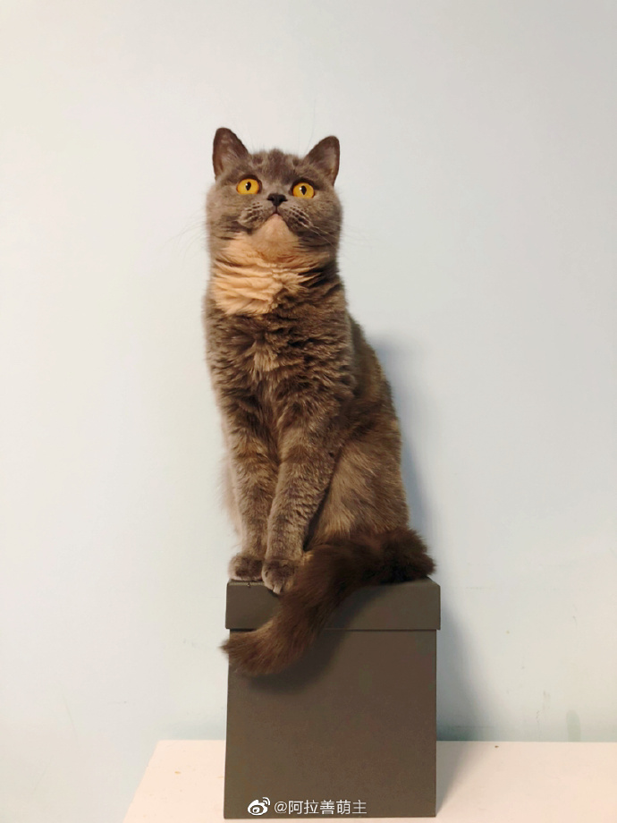 猫图片|宠物猫|猫咪|