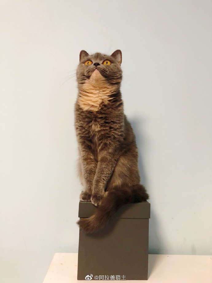 猫图片|宠物猫|猫咪|