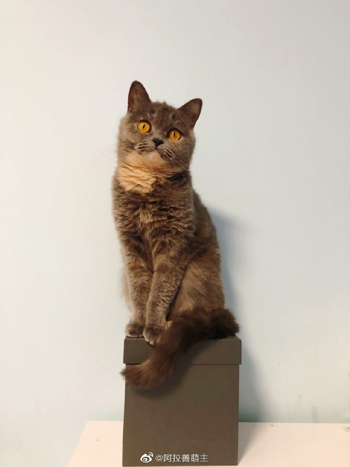 猫图片|宠物猫|猫咪|