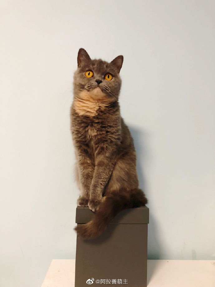 猫图片|宠物猫|猫咪|