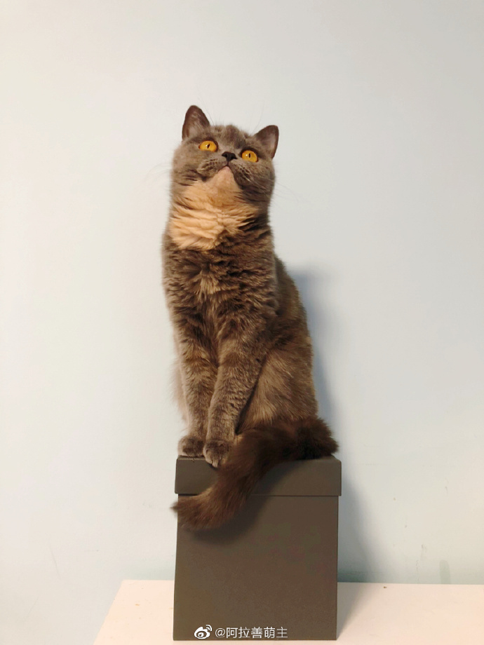 猫图片|宠物猫|猫咪|